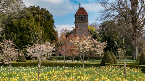 Small trees with white blossom stand over a swathe of daffodils, with a flint tower in the background